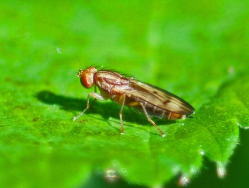 Opomyza germinationis